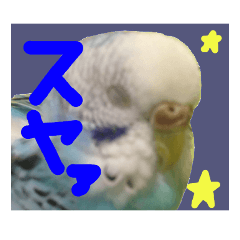 [LINEスタンプ] インコのちょらくん