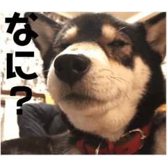 [LINEスタンプ] うちいぬ