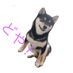 [LINEスタンプ] 黒柴あんずさん