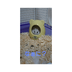 [LINEスタンプ] ハムスターしろちゃん3