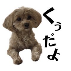 [LINEスタンプ] くぅの自己紹介