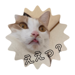 [LINEスタンプ] 猫どもいろいろ