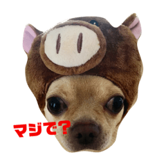[LINEスタンプ] チワワのはち日常会話編