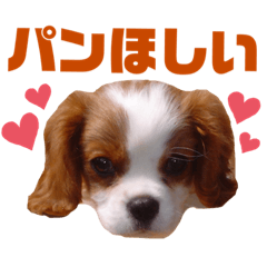 [LINEスタンプ] 家族ラインで使えるくるみちゃん