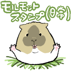 [LINEスタンプ] モルモットスタンプ(日常)