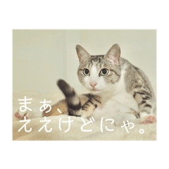 [LINEスタンプ] 可愛い猫さまレオン