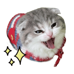 [LINEスタンプ] しらたまちゃん！