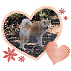 [LINEスタンプ] むさしくん(秋田犬)