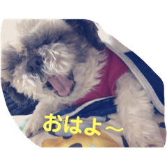 [LINEスタンプ] チョコタンの日常1