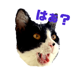 [LINEスタンプ] 麦とホップ 猫