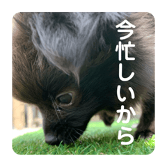 [LINEスタンプ] かぶのすたんぷ