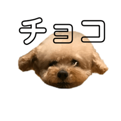 [LINEスタンプ] イッヌのすたんぷ