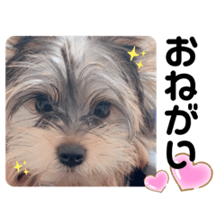 [LINEスタンプ] ヨークシャーテリアのこたろう