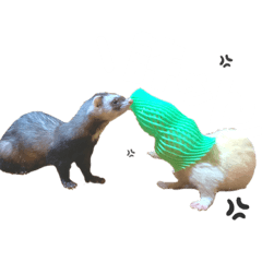 [LINEスタンプ] 白文字トーク【ずんきな】フェレット