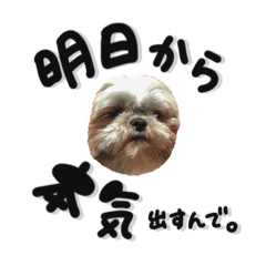 [LINEスタンプ] シーズーの極み。