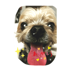 [LINEスタンプ] ヨークシャテリアのれいくん