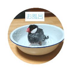 [LINEスタンプ] まめちゃんスタンプ～ぽてとぽてと～