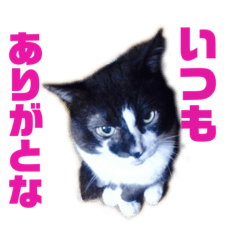 [LINEスタンプ] おれさまねこ