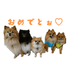 [LINEスタンプ] ポメラニアンファミリー♪1