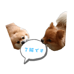 [LINEスタンプ] ポメラニアンファミリー♪