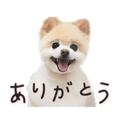 [LINEスタンプ] ポメラニアンのらら