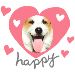 [LINEスタンプ] ジャックラッセル虎ノ介