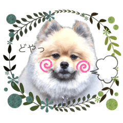 [LINEスタンプ] らきヲのまいにちスタンプ