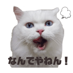 [LINEスタンプ] スコティッシュフォールドのなな①