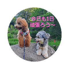 [LINEスタンプ] チワプートイプー