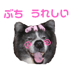 [LINEスタンプ] 秋田犬カッツと茶羽の山口弁っちゃ 2