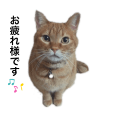 [LINEスタンプ] ちゃとら＆ジジ