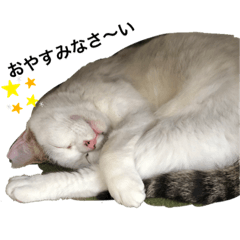 [LINEスタンプ] コロラム