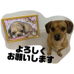 [LINEスタンプ] 愛犬ピノちゃん