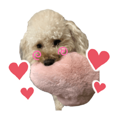 [LINEスタンプ] 使える！トイプードル！