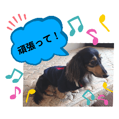 [LINEスタンプ] あんじゅ★使える一言★