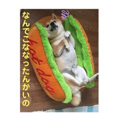 [LINEスタンプ] まめちゃんスタンプ讃岐弁ver