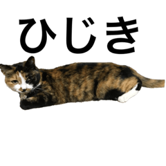 [LINEスタンプ] ひじきちゃんスタンプ