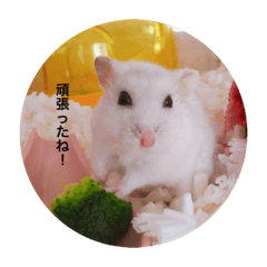 [LINEスタンプ] 我が家の可愛いあずきちゃん