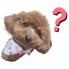 [LINEスタンプ] ココちゃんスタンプ Part.1
