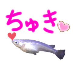 [LINEスタンプ] 元気なメダカさん❤️