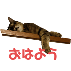 [LINEスタンプ] ダイ＆ジロ