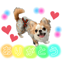 [LINEスタンプ] 恋々芭-cocoha-の日常スタンプ♡