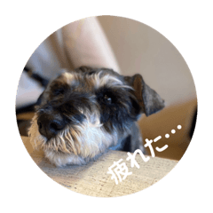 [LINEスタンプ] Mシュナのみこし♂③