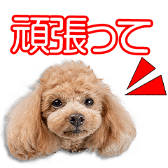 [LINEスタンプ] 手嶋家のクロエちゃん