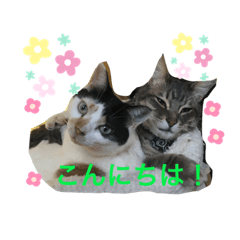 [LINEスタンプ] ツンデレ猫 みりんとぽんずの毎日