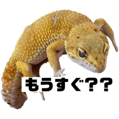 [LINEスタンプ] オルショビーン