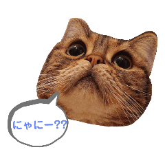 [LINEスタンプ] ぱるるんの常用スタンプ