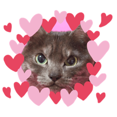 [LINEスタンプ] 猫のちっちのスタンプ