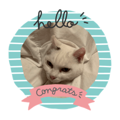 [LINEスタンプ] キャットキャット