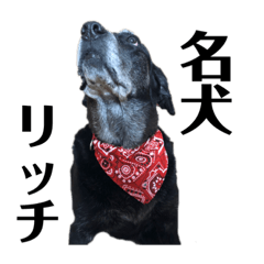 [LINEスタンプ] 名犬リッチと一輪の花